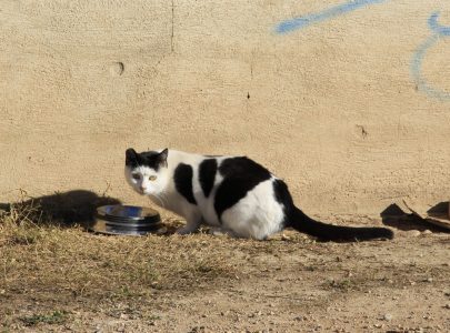 Las cuidadoras de colonias felinas ahorran al ayuntamiento de Valencia más de 423 mil euros cada año